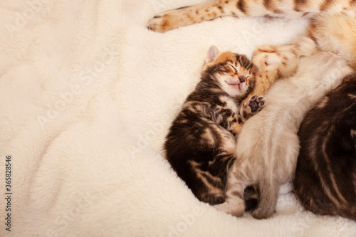 A small tiger bengal kitten lies on a beige background, sleeps sweetly, lies on his back with his eyes closed, a brown kitten, an empty place for text. Little kittens lie next to each other.