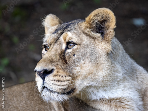 Portrait of a female Asiatic lion, Panthera leo persica, who watches the surroundings closely