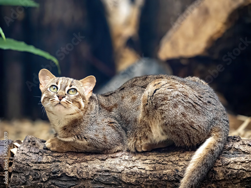 Canvas Print A rare Rusty-spotted cat, Prionailurus rubiginosus, lies on a trunk and observes