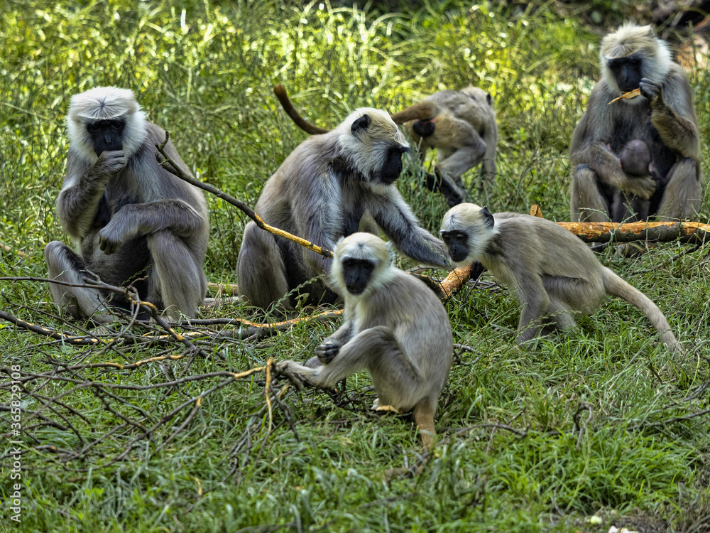 The large family of Semnopithecus entellus, Northern Plains Gray Langur, nibbles the bark from a fallen branch