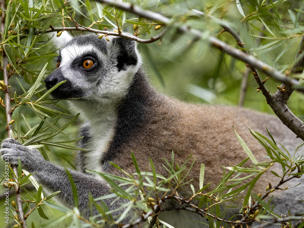 Obraz premium The ring-tailed lemur, Lemur catta, sits on a large boulder hidden in vegetation