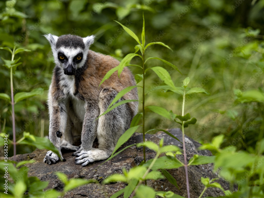 Fototapeta premium The ring-tailed lemur, Lemur catta, sits on a large boulder hidden in vegetation