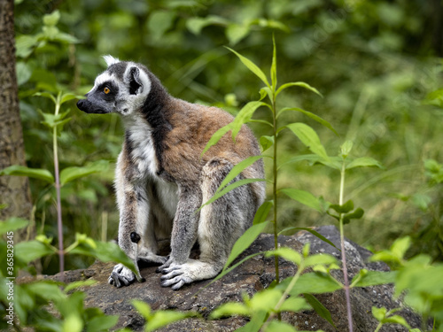 The ring-tailed lemur, Lemur catta, sits on a large boulder hidden in vegetation