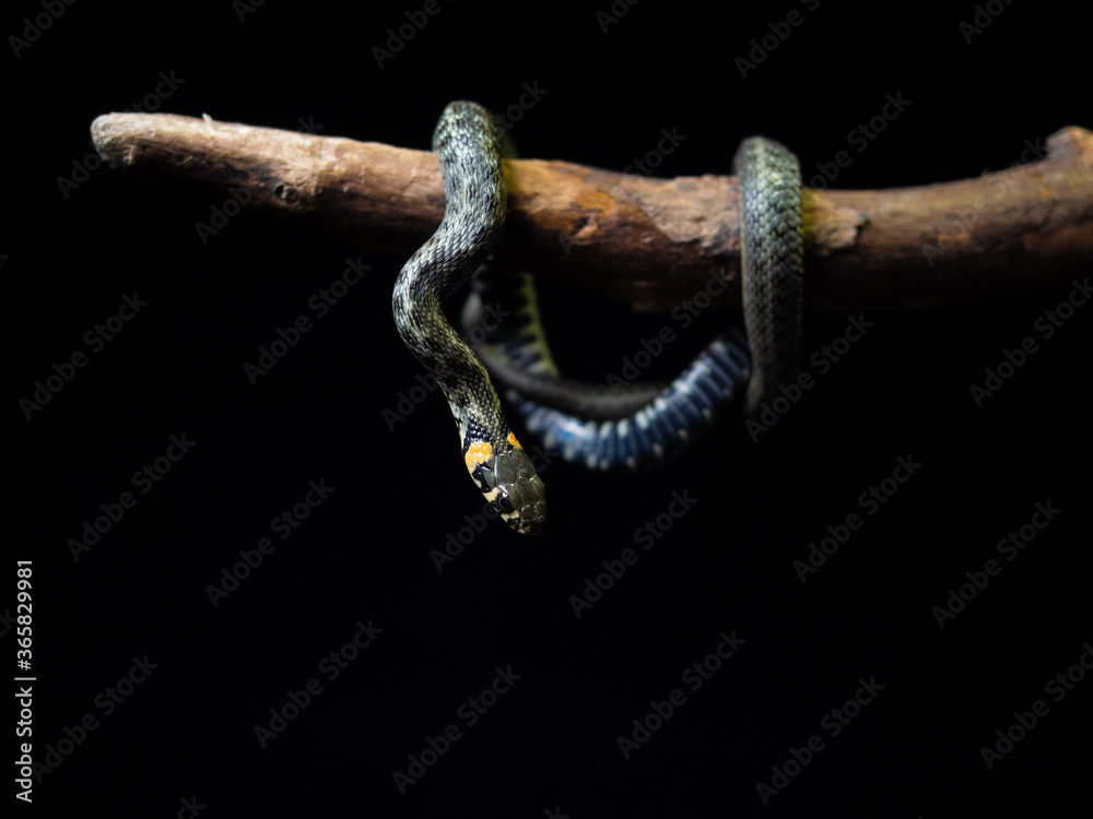 Photo of a snake in the studio on a black background Photo of a snake in the studio on a black background