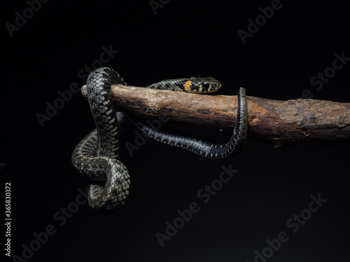  Photo of a snake in the studio on a black background