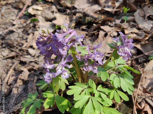 Corydalis solida flowers