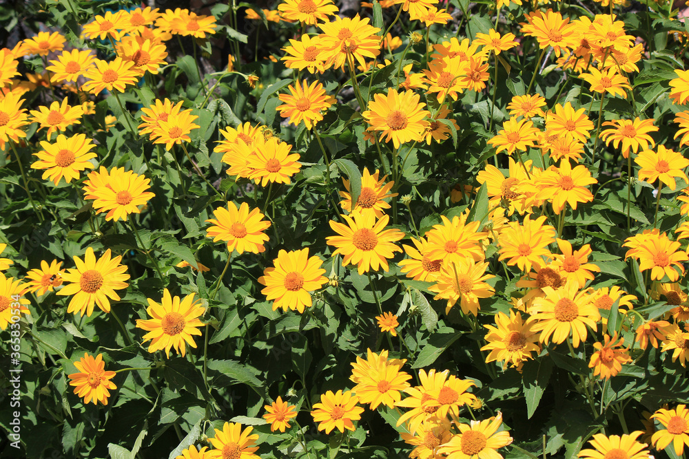 bright beautiful flowers in botanical garden bright beautiful flowers in botanical garden