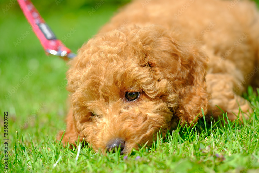 Young apricot coloured miniature poodle puppy seen at 8 weeks old. Showing her beautiful portrait, seen in an outdoor location during exercise. Young apricot coloured miniature poodle puppy seen at 8 weeks old. Showing her beautiful portrait, seen in an outdoor location during exercise.