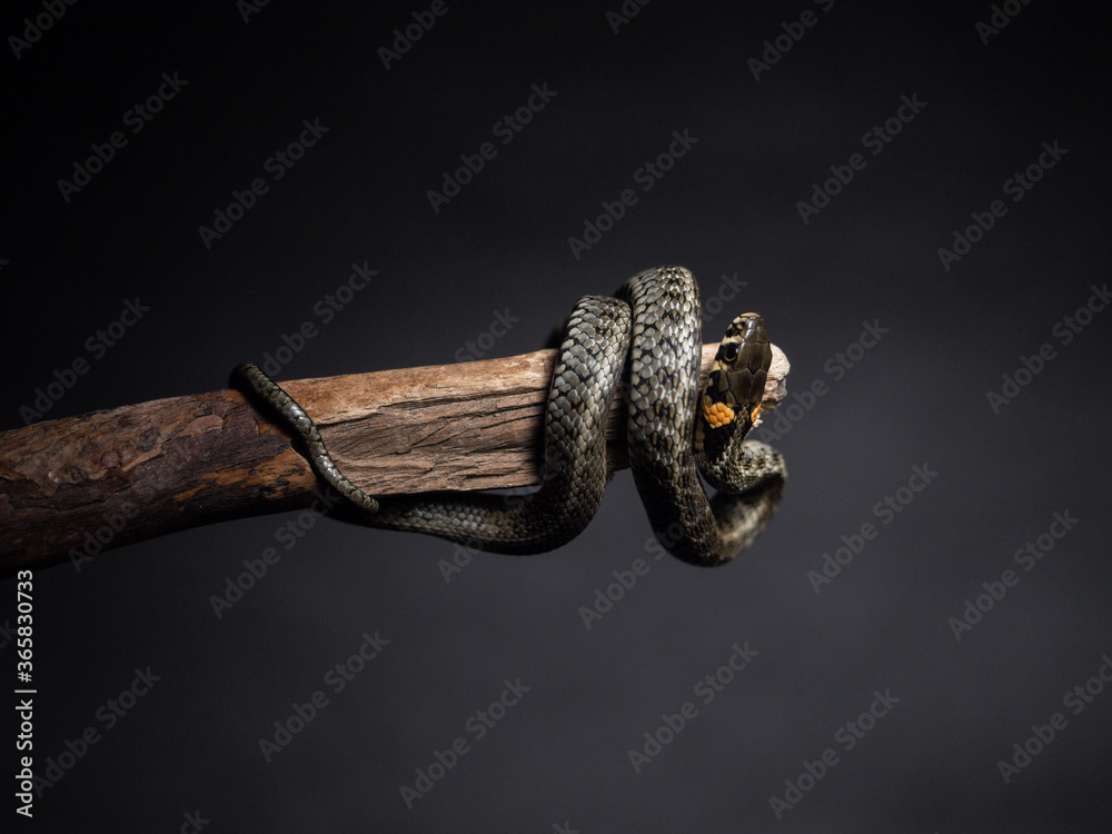 
Photo of a snake in the studio on a black background