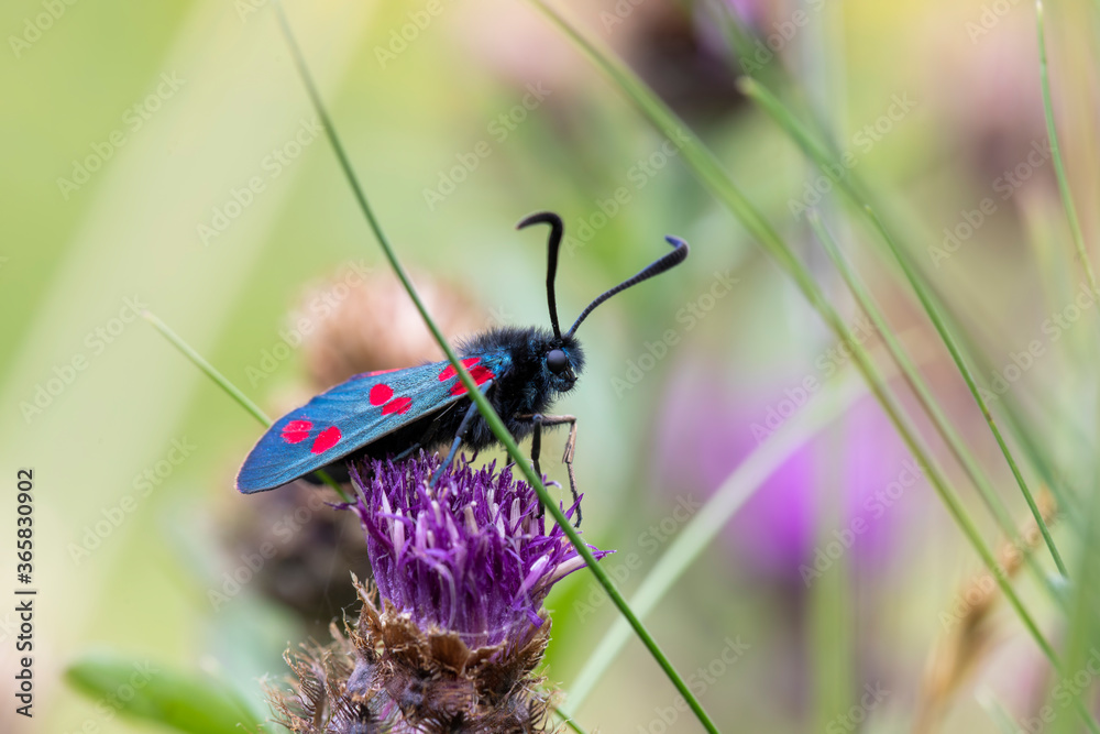 6 spot burnet moths, Zygaena filipendulae, close up on a flowering purple thistle plant in Scotland.