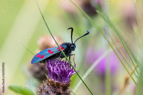 Obraz na płótnie 6 spot burnet moths, Zygaena filipendulae, close up on a flowering purple thistle plant in Scotland. w salonie