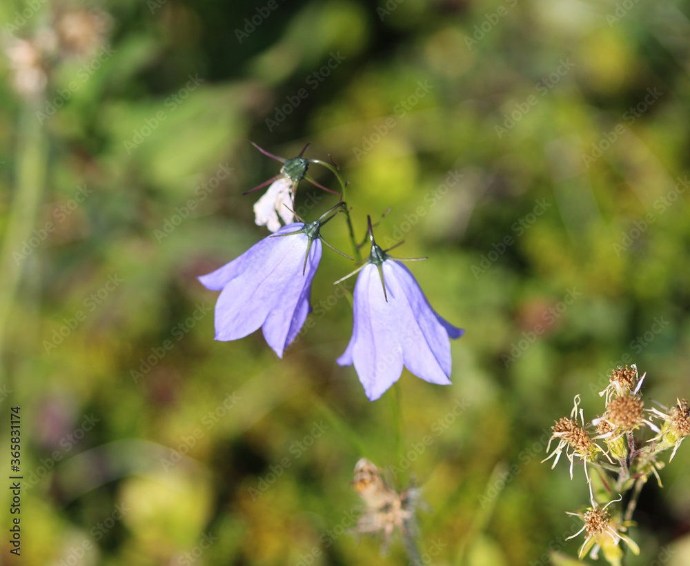 Campanula rotundifolia, the harebell, Scottish bluebell, or bluebell of