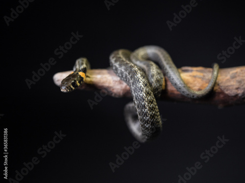 
Photo of a snake in the studio on a black background