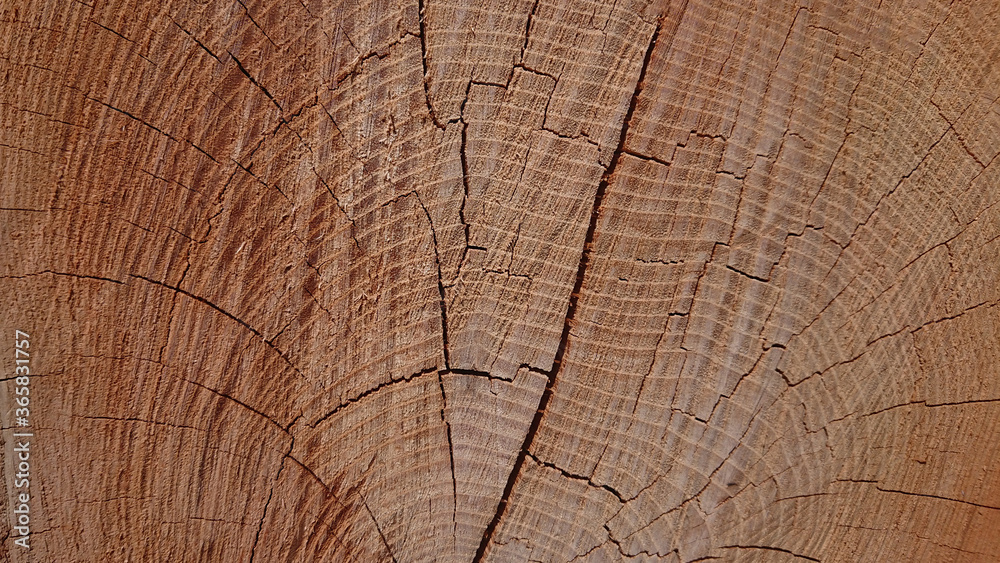 Fototapeta premium Pień sosny.