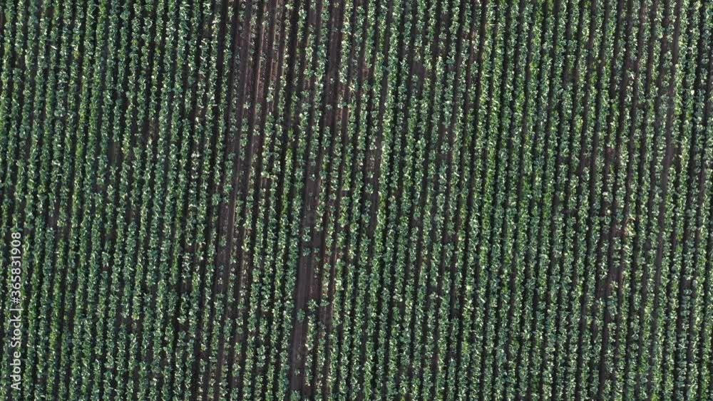 Cabbage plantation in the field. Vegetables grow in a rows. Aerial view from drone Cabbage plantation in the field. Vegetables grow in a rows. Aerial view from drone