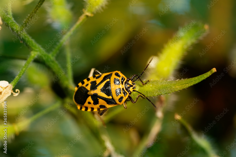 Shield bug (Eurydema ventralis) in the garden Shield bug (Eurydema ventralis) in the garden