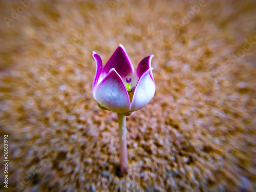 Colotropis single  flower photo