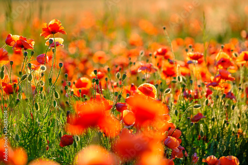 Blooming red poppies in a summer meadow