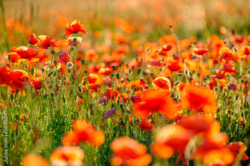 Blooming red poppies in a summer meadow