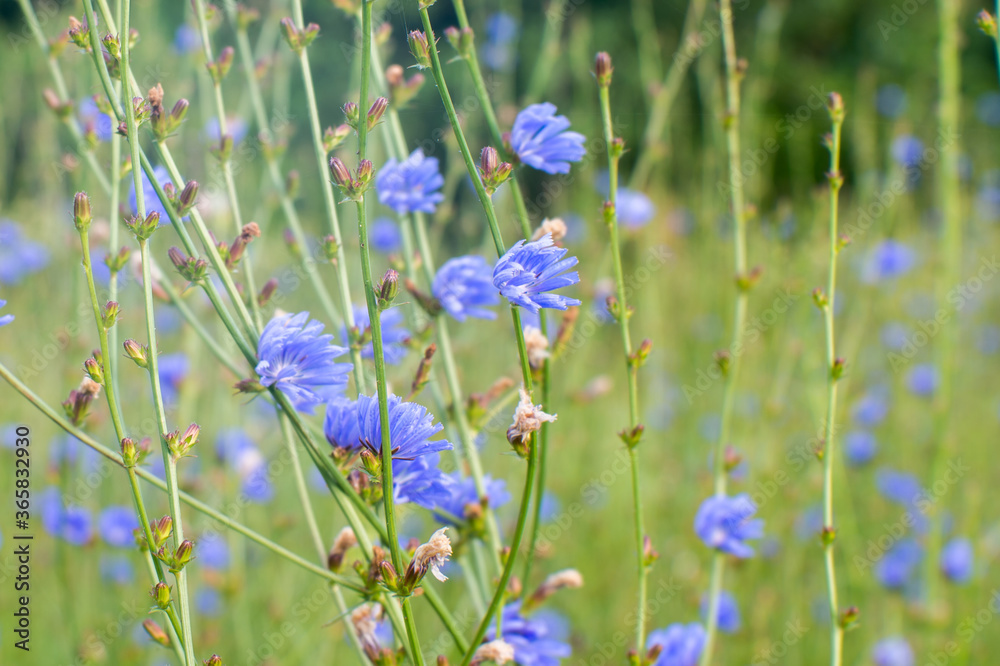 Blue chicory flowers in close-up stretch towards the sun on the background of a green summer meadow Blue chicory flowers in close-up stretch towards the sun on the background of a green summer meadow