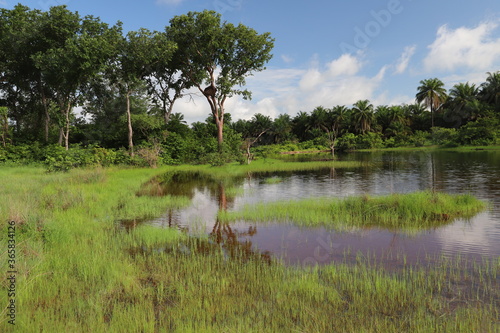 Cuadro en lienzo lake in african forest