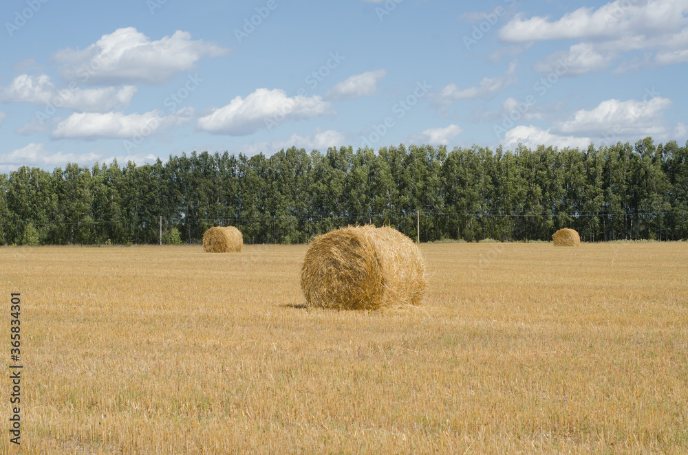 hay bales in the field