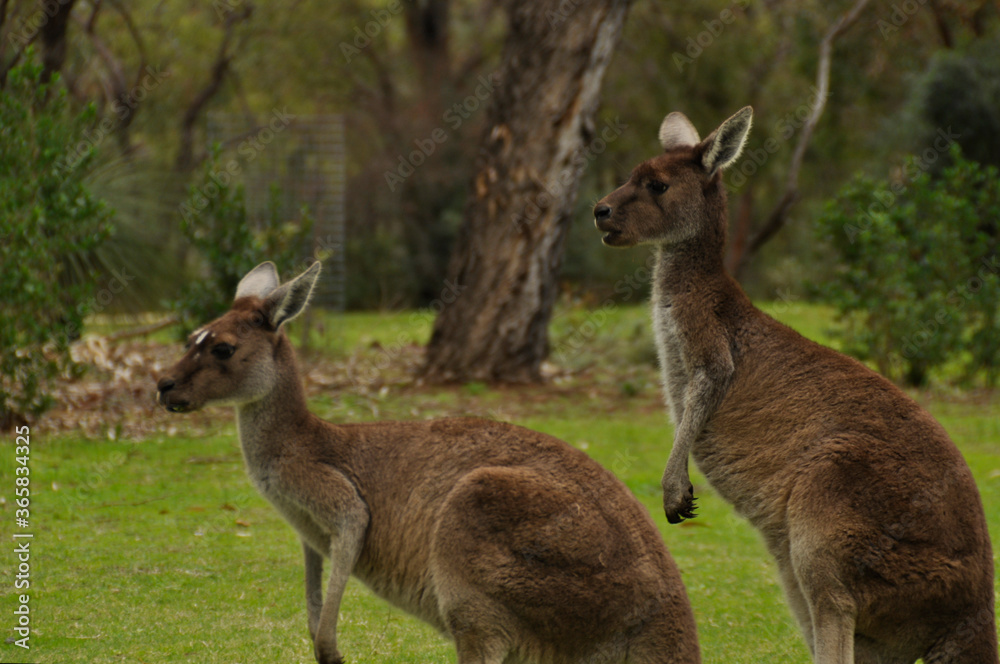 Pair of Grey Kangaroos in Western Australia