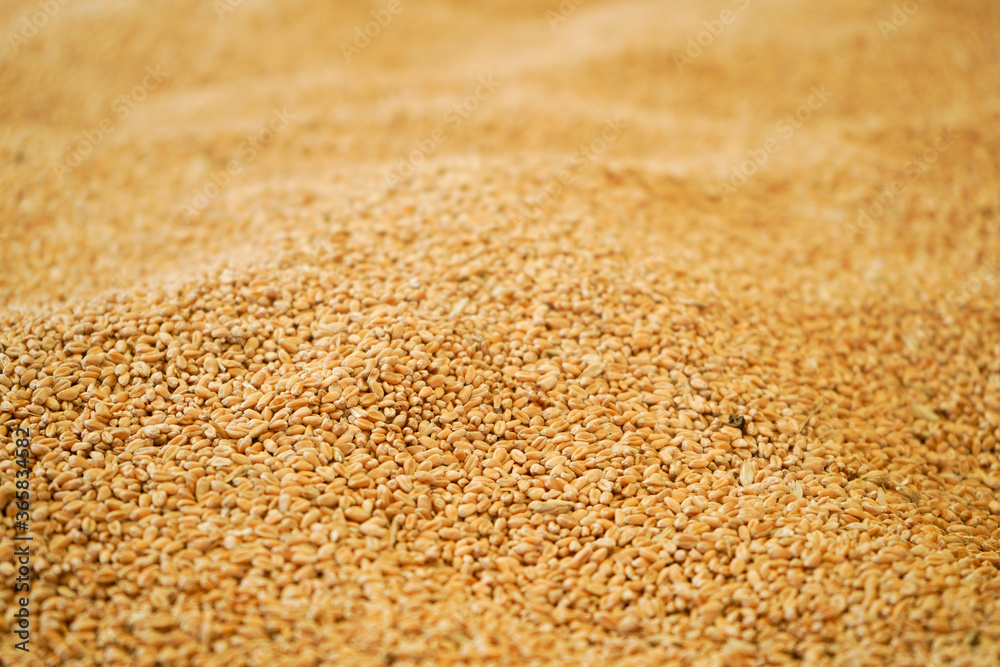 a pile of golden wheat a pile of golden wheat