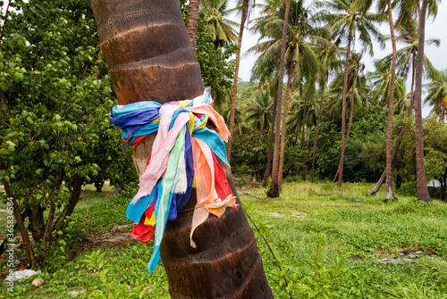 Multicolored ribbons wrapped around holy and sacred trees near buddhist temple in Thailand