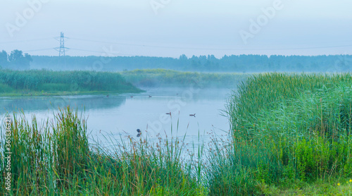 The edge of a foggy lake at sunrise in an early summer morning below a misty sky  Almere  Flevoland  The Netherlands  July 19  2020