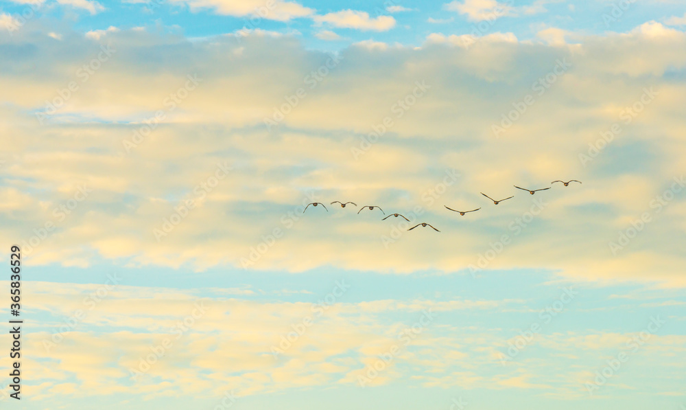 Geese flying in a blue white cloudy sky in sunlight at sunrise in a summer morning, Almere, Flevoland, The Netherlands, July 19, 2020 Geese flying in a blue white cloudy sky in sunlight at sunrise in a summer morning, Almere, Flevoland, The Netherlands, July 19, 2020