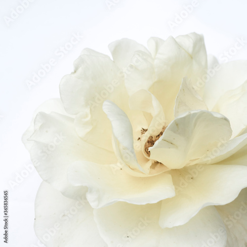 white rose on a white background