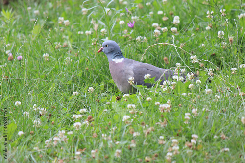 wild pigeon in a forest glade