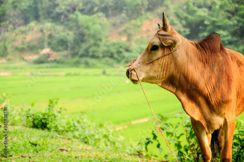 vache du vietnam