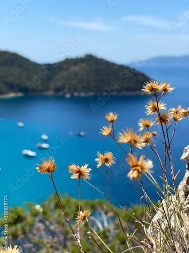 flowers on the coast