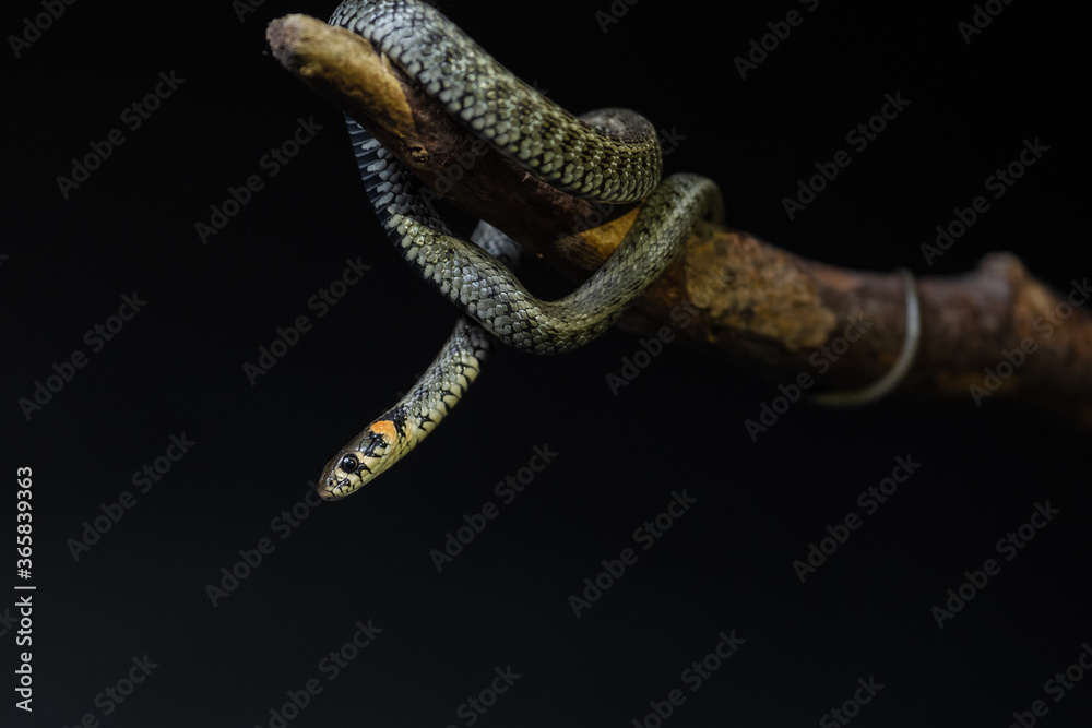 Photo of a snake in the studio on a black background Photo of a snake in the studio on a black background