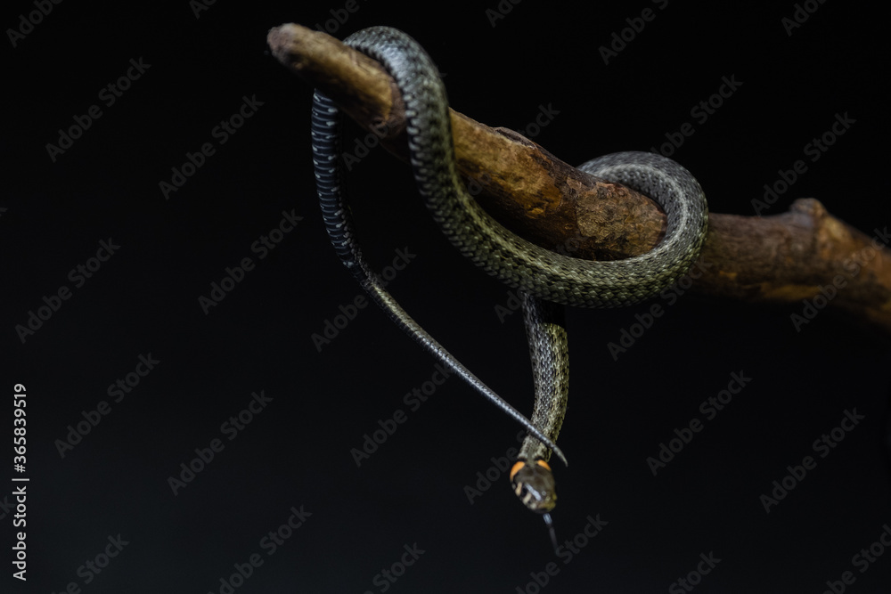 Photo of a snake in the studio on a black background Photo of a snake in the studio on a black background