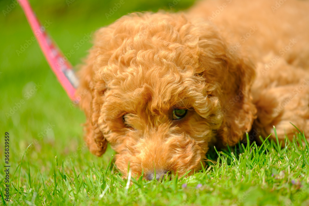 Adorable apricot coloured miniature poodle puppy seen laying on grass, sniffing the ground. Seen in a private garden with her owners lead in the background. Adorable apricot coloured miniature poodle puppy seen laying on grass, sniffing the ground. Seen in a private garden with her owners lead in the background.