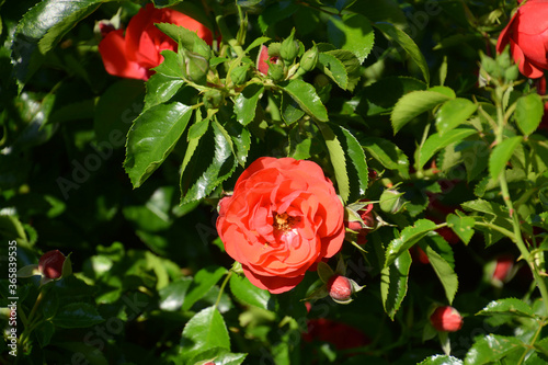 garden roses bush with deep red flowers and buds