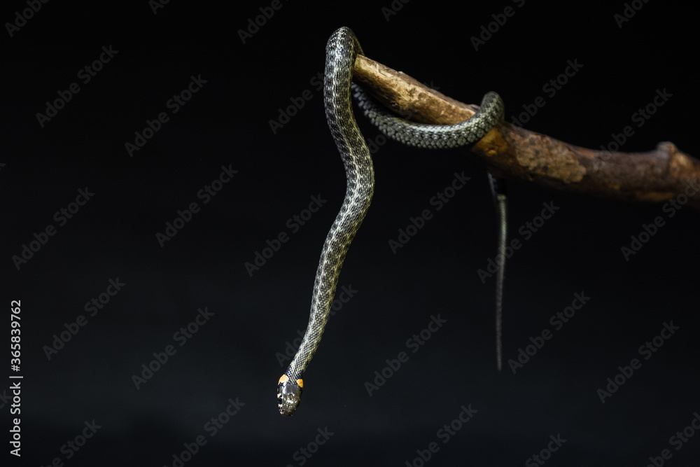 Photo of a snake in the studio on a black background Photo of a snake in the studio on a black background