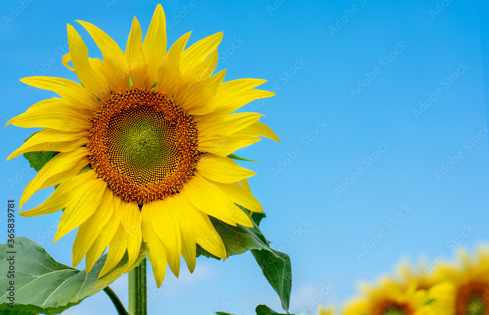 Blooming sunflowers in the blue background.