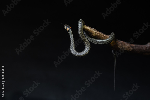 Photo of a snake in the studio on a black background