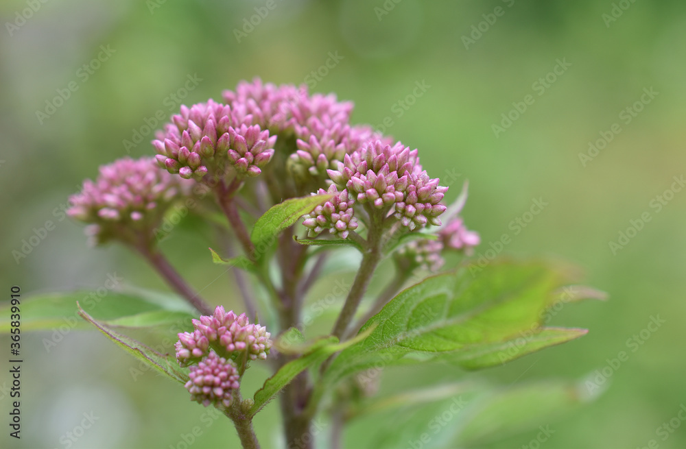 Gewöhnlichen Wasserdost, Eupatorium cannabinum, rosa Blüten als Knospen, zarte Sommerfarben rosa und grün, Hintergrund in feinen sommerlichen Farben Gewöhnlichen Wasserdost, Eupatorium cannabinum, rosa Blüten als Knospen, zarte Sommerfarben rosa und grün, Hintergrund in feinen sommerlichen Farben