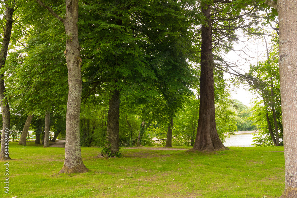 Beautiful preserved wild forest park in Normandy. Green foliage. Luxurious peaceful nature. Gorgeous landscape. Beautiful preserved wild forest park in Normandy. Green foliage. Luxurious peaceful nature. Gorgeous landscape.