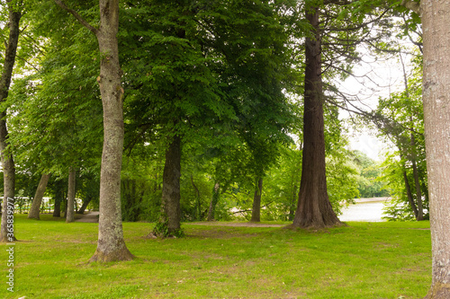 Beautiful preserved wild forest park in Normandy. Green foliage. Luxurious peaceful nature. Gorgeous landscape.