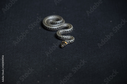 Photo of a snake in the studio on a black background