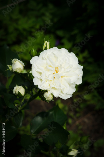 white rose in the garden
