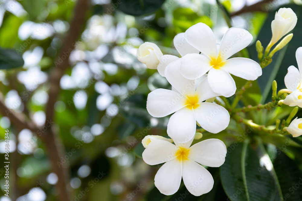 white and yellow frangipani flowers with leaves in background white and yellow frangipani flowers with leaves in background