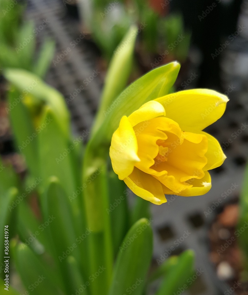daffodils in spring daffodils in spring