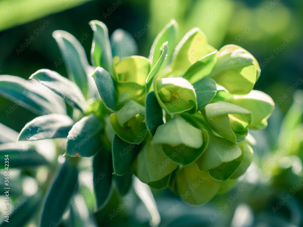Fototapeta premium close up of a green plant